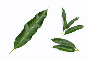 Obraz premium Mango leaves on white background.