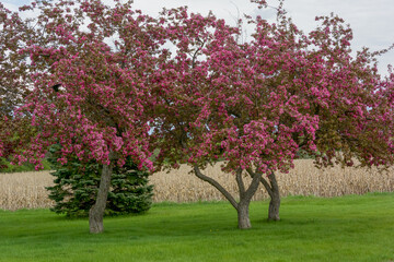 Fototapeta na wymiar Red Crabapple Trees Blooming In Spring