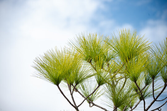 Bright green Pine Needles against a partly cloudy winter sky in southeast Louisiana.