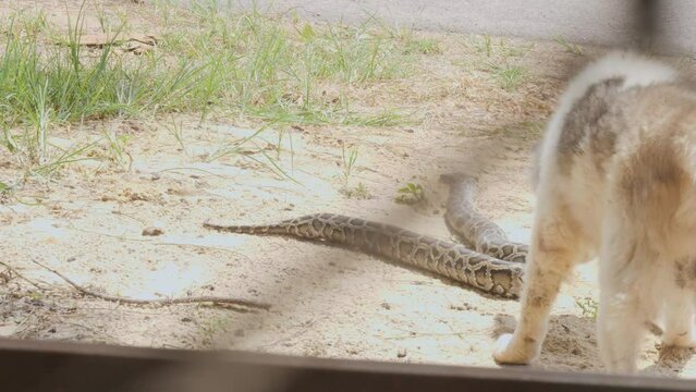 old white grey dog smells dead snake, died python, roadkill animal