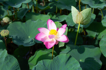 Pink lotus flower blooming in pond with green leaves