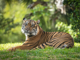 Naklejka na ściany i meble Female tiger relaxing