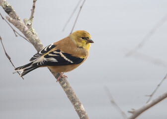 Gold Finch Perched