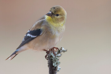 Gold Finch Perched