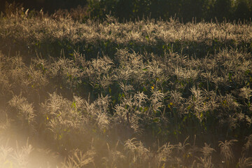 Glowing grass illuminated by the evening sun