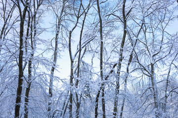 Fototapeta premium Snow covered oak trees under cloudy sky, New England, US