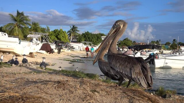 Brown pelican (Pelecanus occidentalis) on the beach of Gran Roque Island in Los Roques Archipelago, Venezuela.