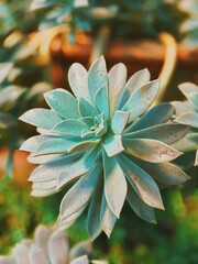 planta suculenta close up macro detalle flor hermosa agave