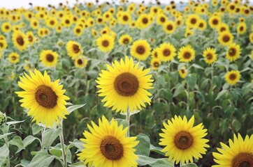 未来を見つめる