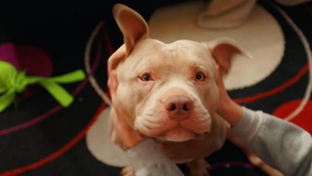 Top view close up: Female owner is kissing and stroking her American Bully dog at home