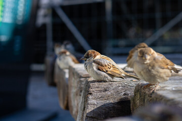 Varios pájaros juntos posados 
