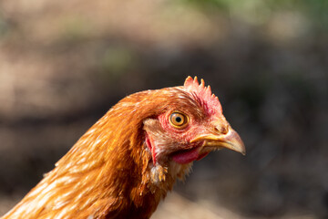 braunes Haushuhn
