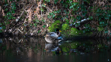 ducks bathing in water, ducks swimming and bathing in the green river. Duck reflected in water