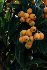 Fruit of loquat - Eriobotrya japonica - has become in Fukuoka city, JAPAN.
