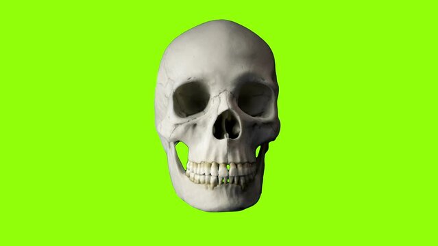 Skull Talking Loop Greenscreen Isolated