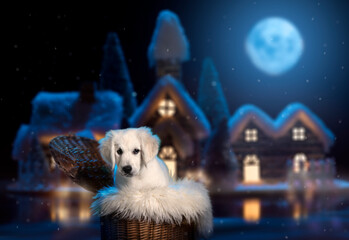 Smutny opuszczony pies w zimną księżycową noc. Biały Golden Retriever 