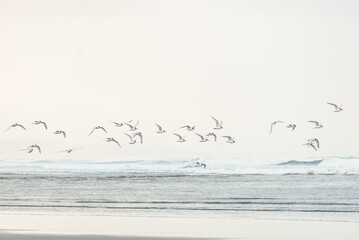 Flock of sea birds flying at coastline on a beach in New Zealand