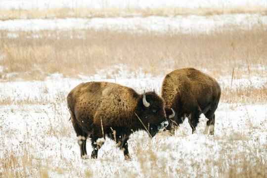 Two bison standing in a snowy field