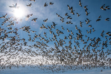 Large flock of flying snow geese (Anser caerulescens), Skagit Valley, Washington State, USA