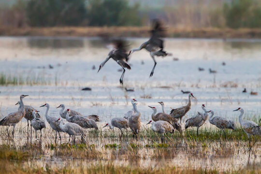 Group of sandhill crane (Grus canadensis) birds, Woodbridge Ecological Reserve, Lodi, California, USA