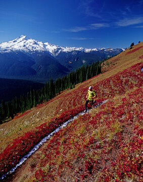 A solo  trail runner, Gil Laas, crosses a beautiful slope of mountain huckleberries, during a long run in the Glacier Peak Wilde