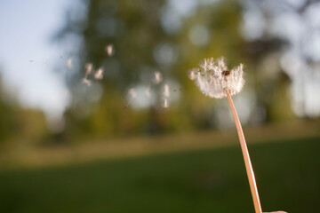 Fototapeta premium dandelion in the grass