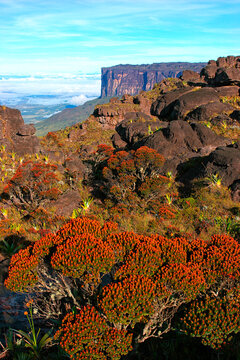 Mount Roraima, also known as Roraima tepui, Mount Roraima Roraima or just with 2810 meters, is the highest plateaus chain tepuis (table mountains) saw Pacaraima point in South Amer