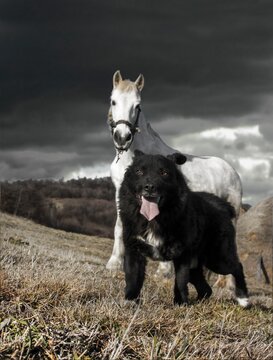 Black dog and a white horse under a dark sky