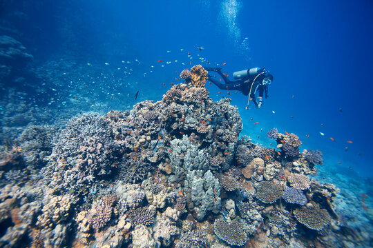Female diver swimming by a part of the coral reef at Marsa Shagra, near Marsa Alam in southern Egypt