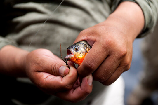 Piranha fishing.