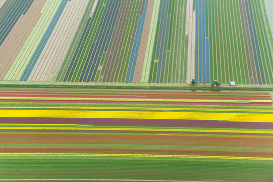 Looking down on tulips fields from an airplane, Holland, Netherlands.