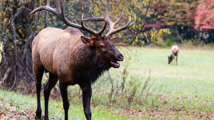 Large Bull Elk Bugling Over His Harem During the Autumn Rut