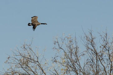 Lone Canada Goose Flying Over the Wetlands