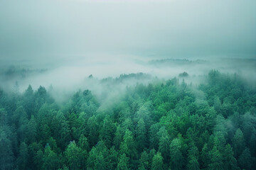 A photo of a foggy forest, showcasing the unique natural beauty and atmosphere of this environment.