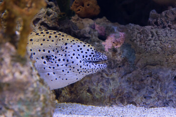Spotted white and black moray eel in the aquarium of lisbon oceanarium