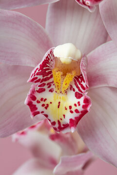 Pink orchid flower with purple and yellow pistil.