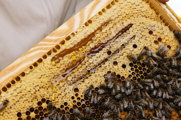 Honey bee honeycomb