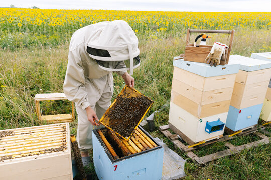 Beekeeper work beehive honeycomb