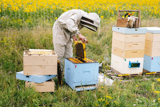 Beekeeper apiculture job  harvest