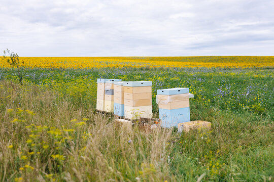 Apiary beehive field 