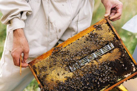 Incognito farmer apiculture bee honeycomb 
