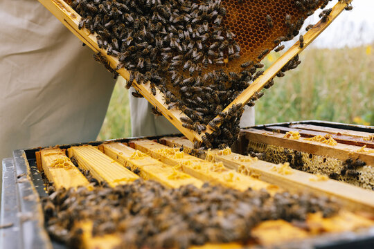 Anonym beehive apiculture frame