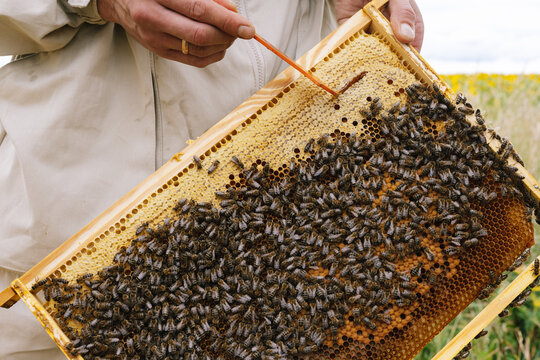 Anonymous beekeeper frame work 
