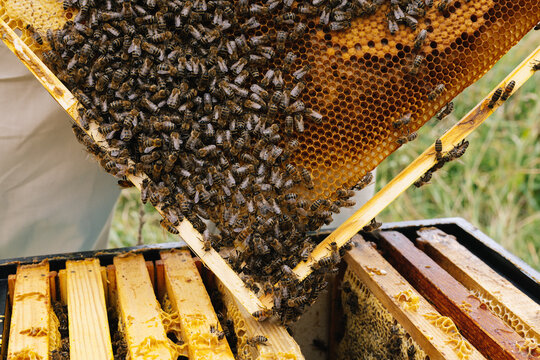 Anonym bee honeycomb frame