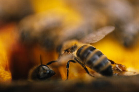Bee Insect swarm 