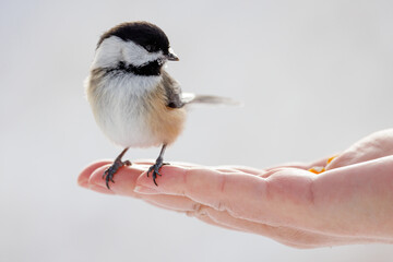 A black capped chickadee with ice on it's beak is perched on a human hand