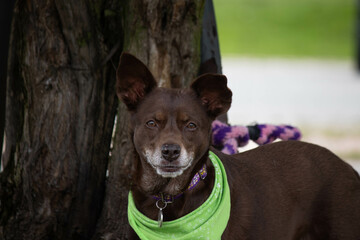 portrait of a dog