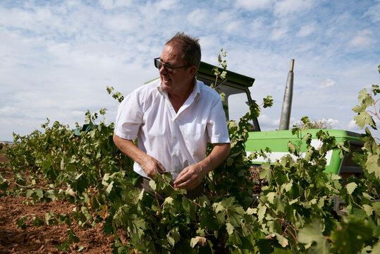 Harvesting in vineyard, Local agriculture Winery