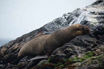 south american sea lion southern on natural reserve on penguin humboldt 