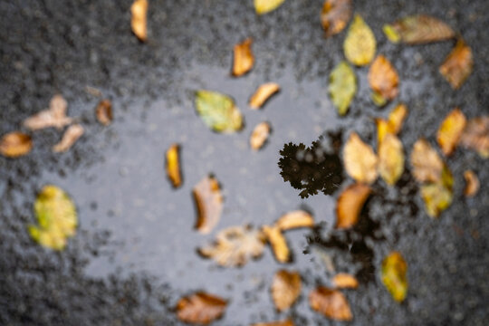 Yellow and red leaves lie on the road blurred. 